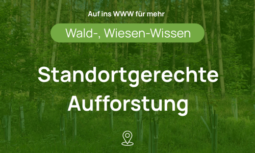 Aufforstung_LinkedIn (65)