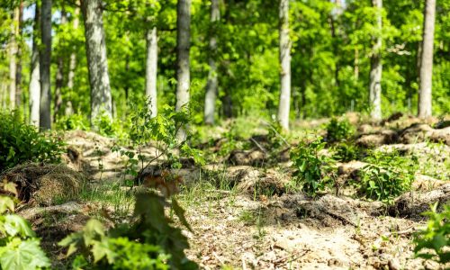 Aufforstung_Website (1)