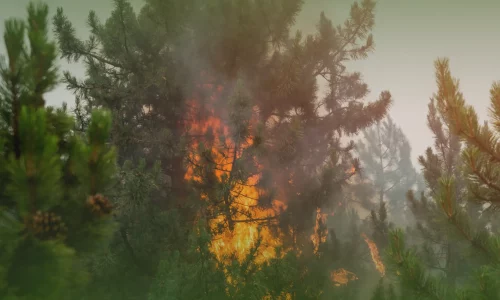 Waldbrandrisiko+senken-1920w